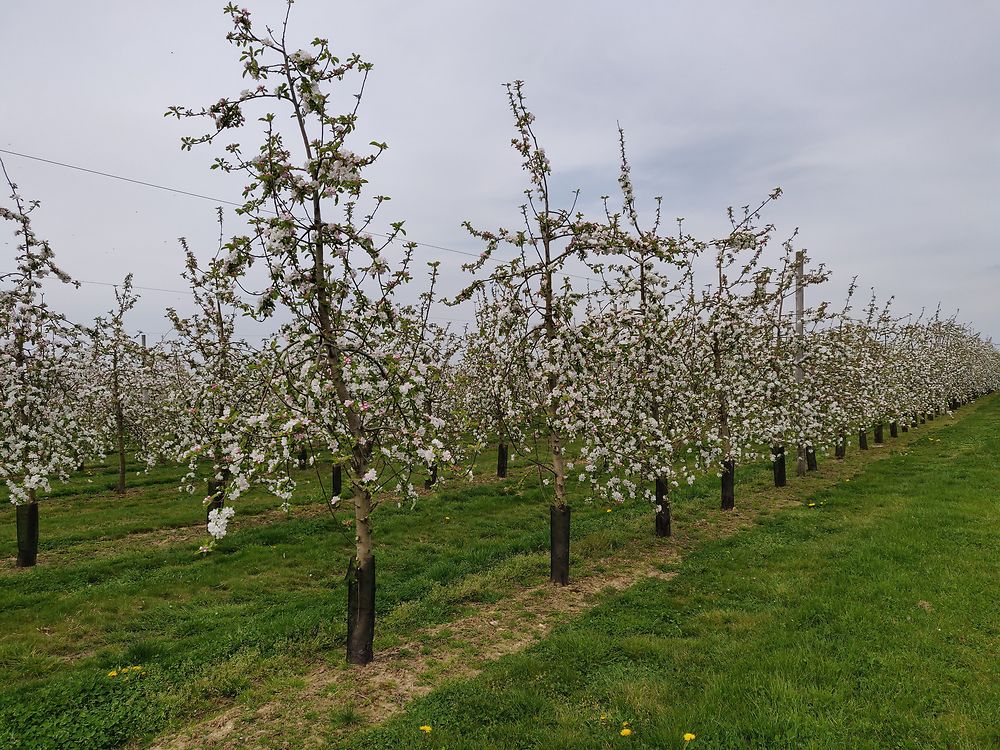 Pommiers du pays d'Ouche