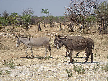 ânes sur la route