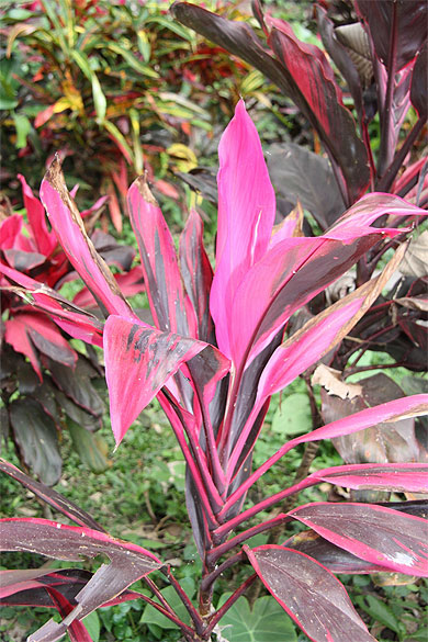 Jolie plante Jolie plante