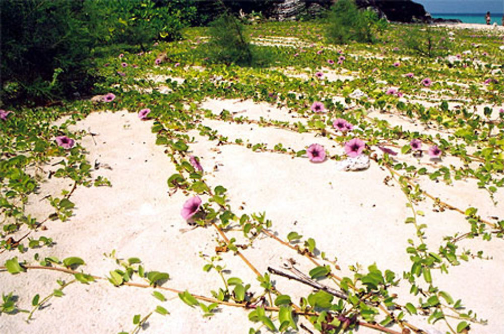 Bamboo Island