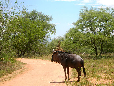 Male solitaire à Mopaya Male solitaire à Mopaya