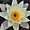 Grenade - Alhambra - Fleur de lotus