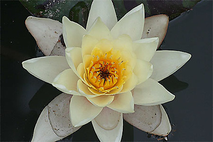 Grenade - Alhambra - Fleur de lotus