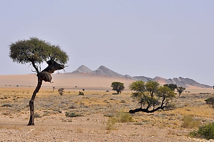 Parc national Namib Naukluft