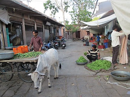 Vache faisant son marché à Jodhpur