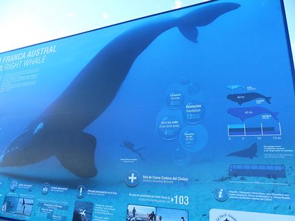 Tableau d'Informations sur les baleines 