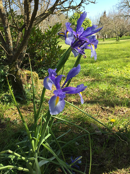 Iris au coin du bois