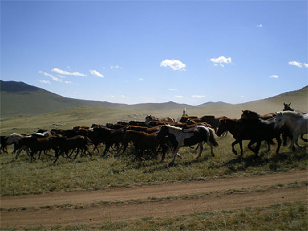 Troupeau de chevaux