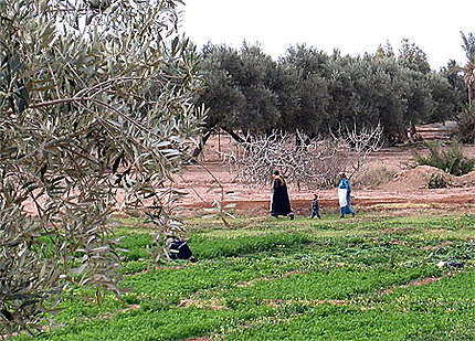 Visite de l'oliveraie
