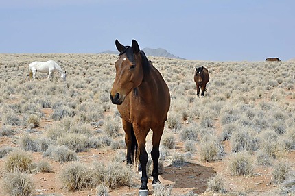 Des chevaux de Namibie