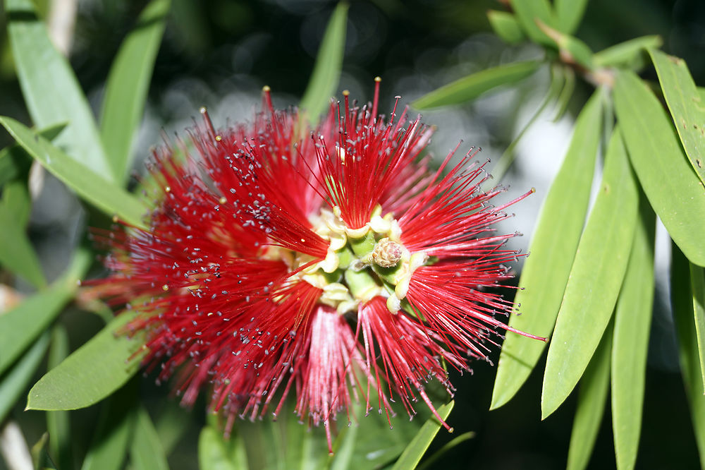 Fleurs de Madère