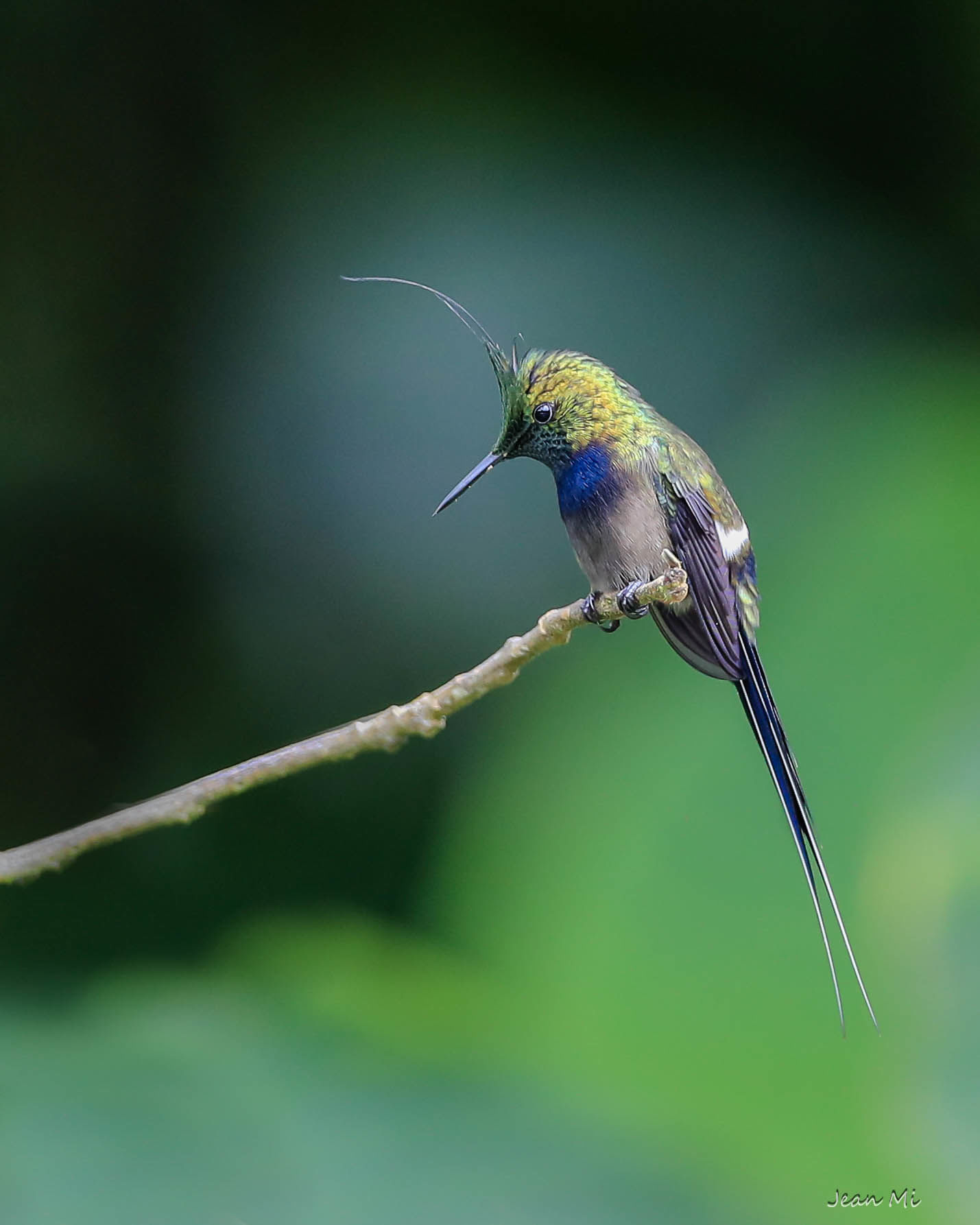 Colibri à Mitad del Mundo, Équateur