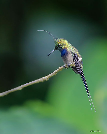 Colibri à Mitad del Mundo, Équateur