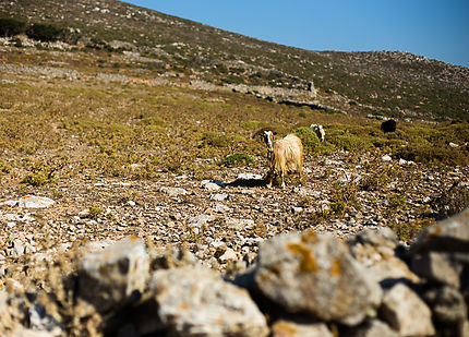 Chèvre à Amorgos