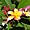 Fleur de frangipanier à La Réunion