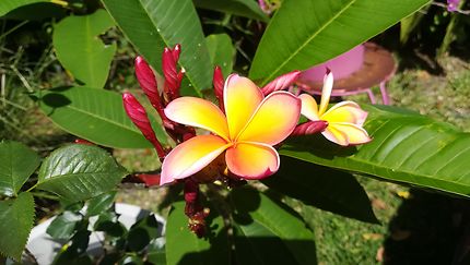 Fleur de frangipanier à La Réunion