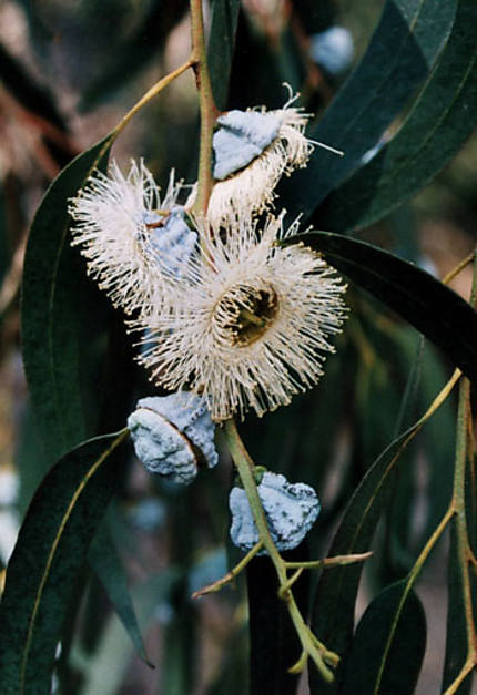 Fleurs d'eucaliptus aux Channels Islands