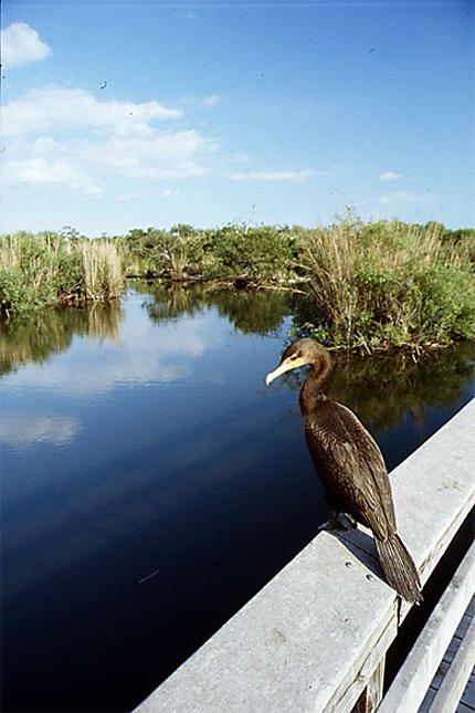 Everglades Bird