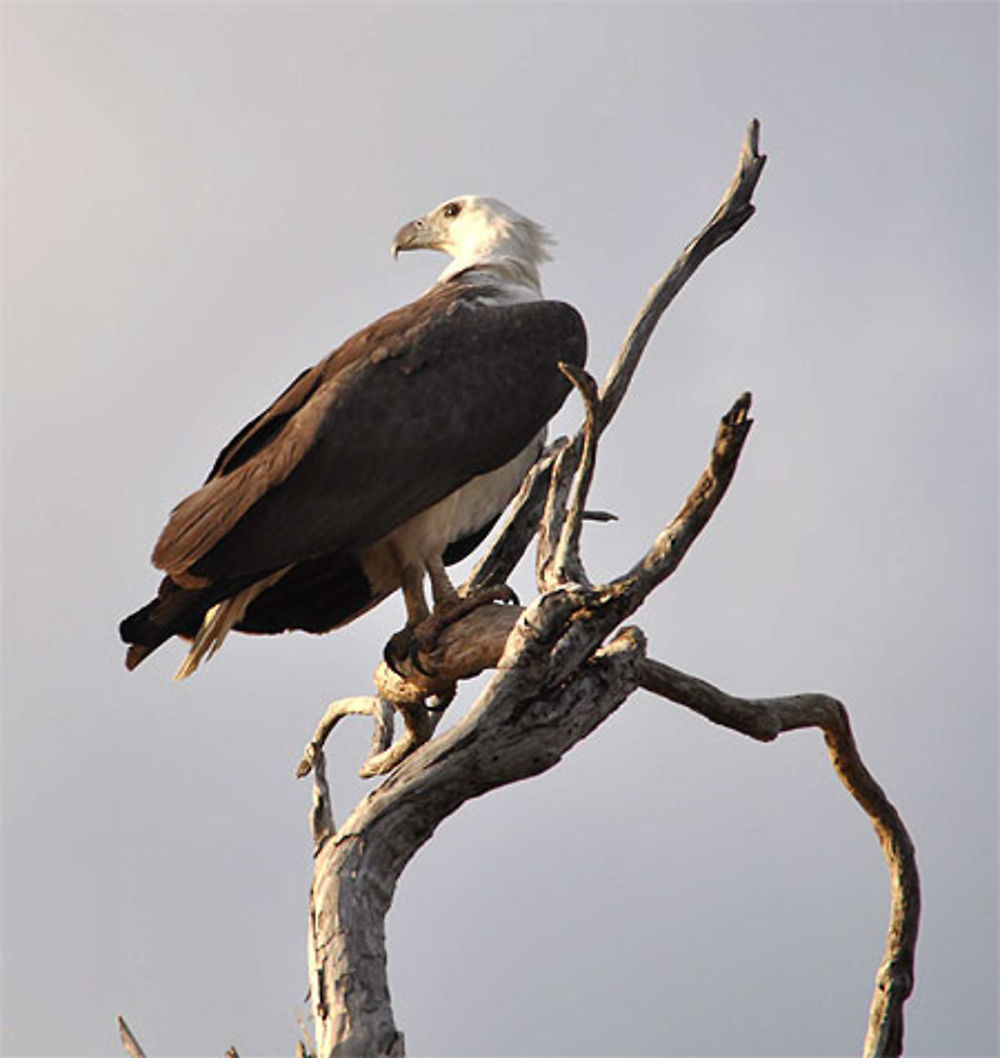 Cet aigle marin, un Pygargue blagre