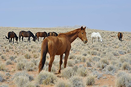 Des chevaux de Namibie