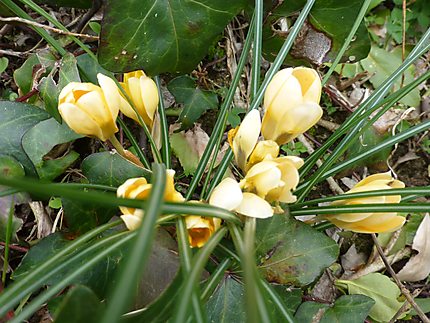 Crocus le printemps arrive