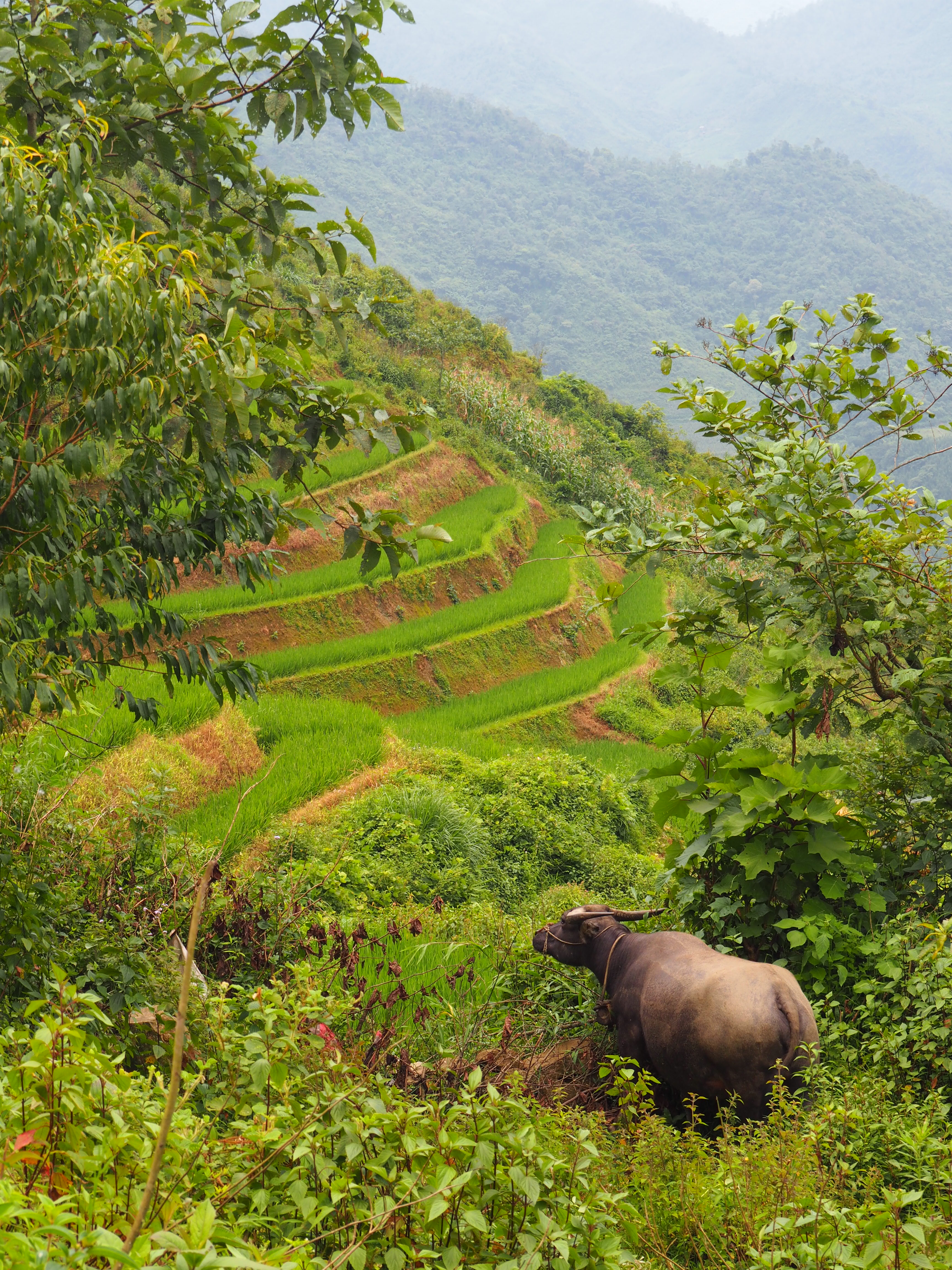 Sapa Sapa