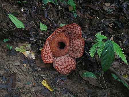 Rafflésia Rafflésia