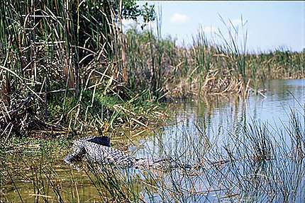 Everglades Crocos