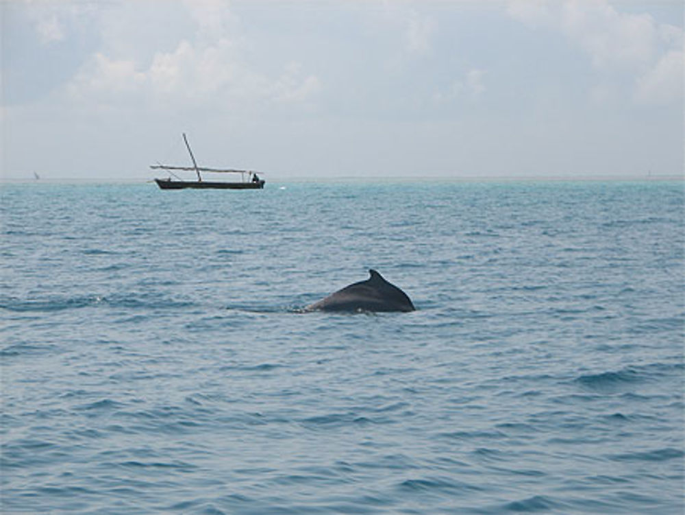 Dauphins à Menai Bay