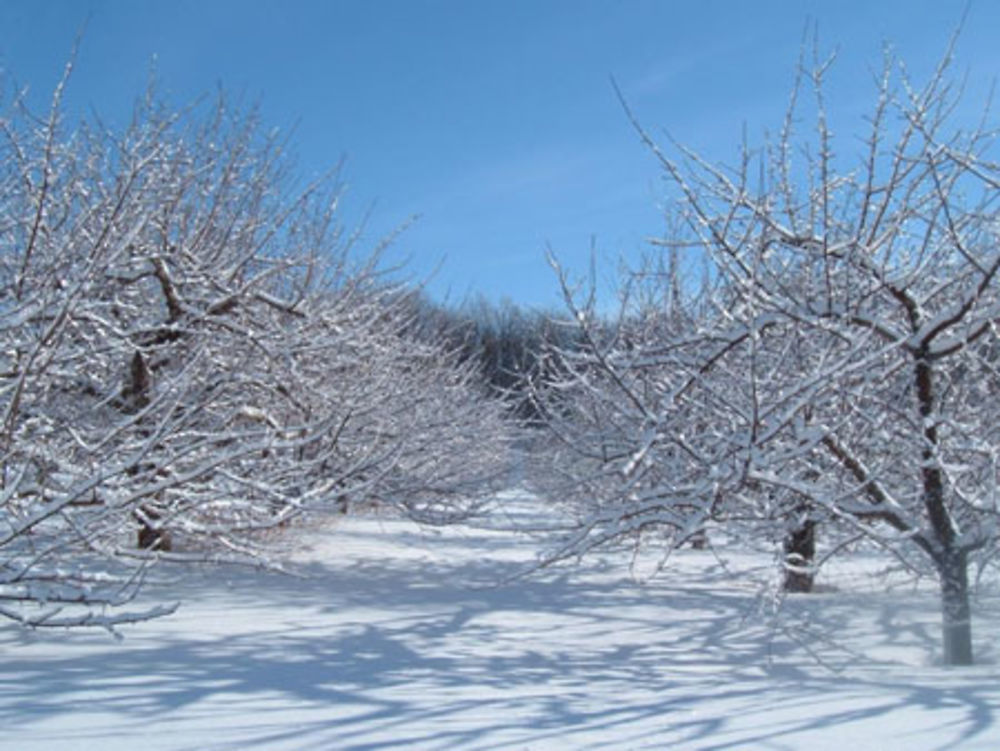 Verger sous la neige