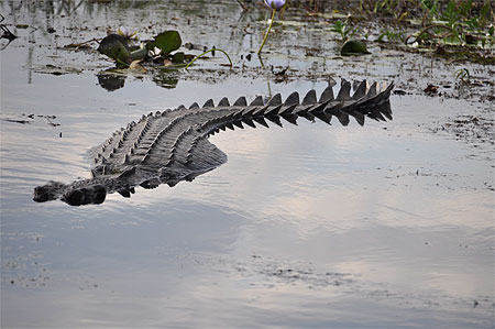 Crocodile d'eau douce Crocodile d'eau douce