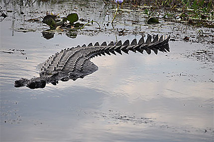 Crocodile d'eau douce
