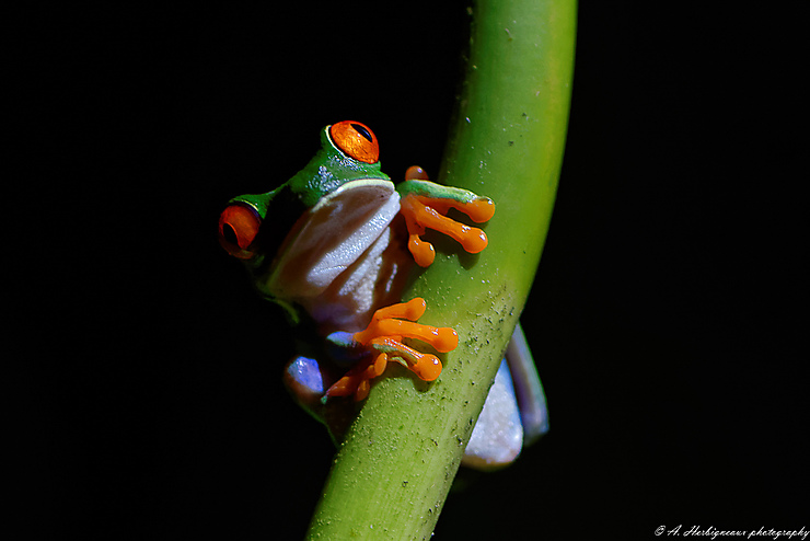 Red eyed tree frog, Costa Rica