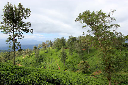 Plantations de thé dans les hauteurs de Kandy