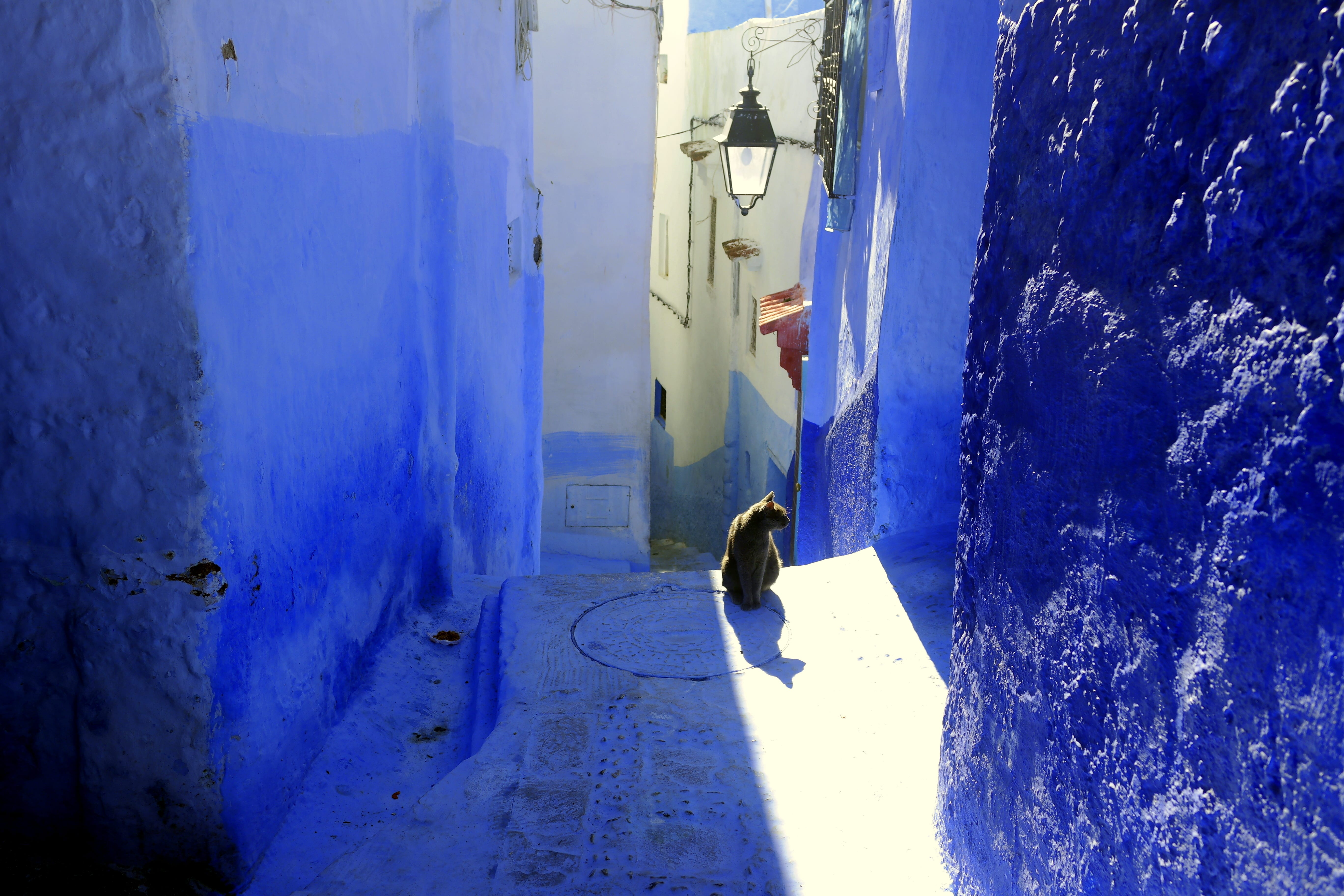 Pas un chat dans les rues?