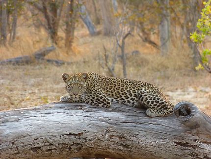 Léopard dans le parc de Chobe, Botswana 