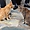 National Park Unzen, au Japon et ses chats
