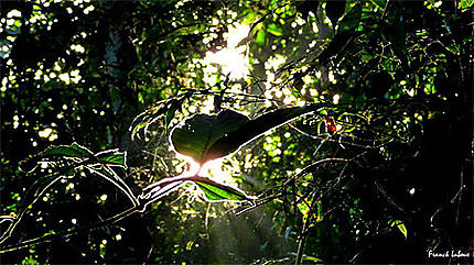 Forêt Amazonienne 