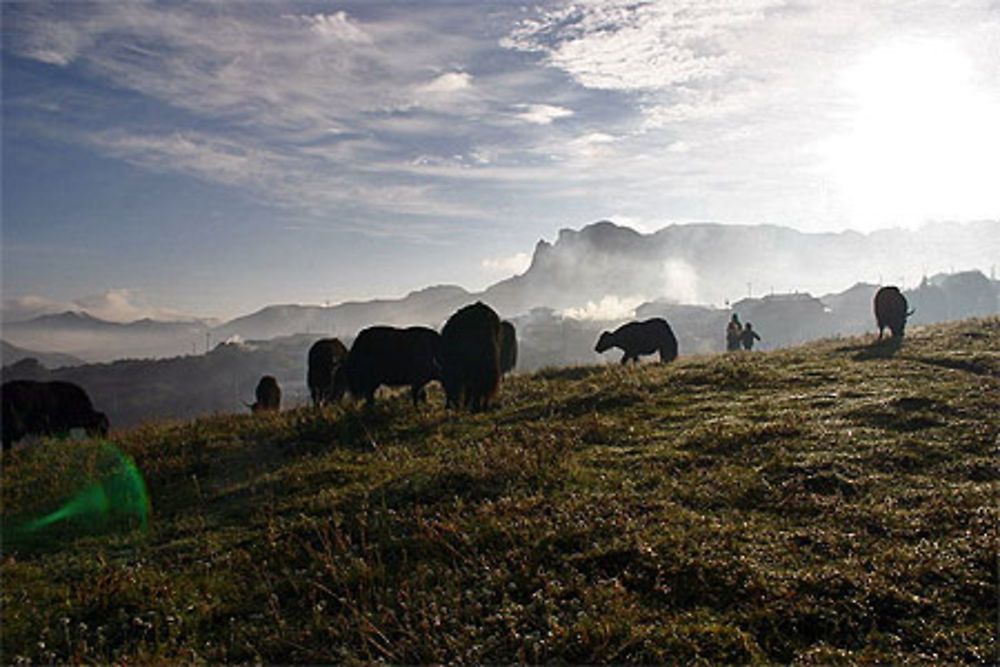 Brumes sur Langmusi