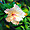 Hibiscus de Polynesie