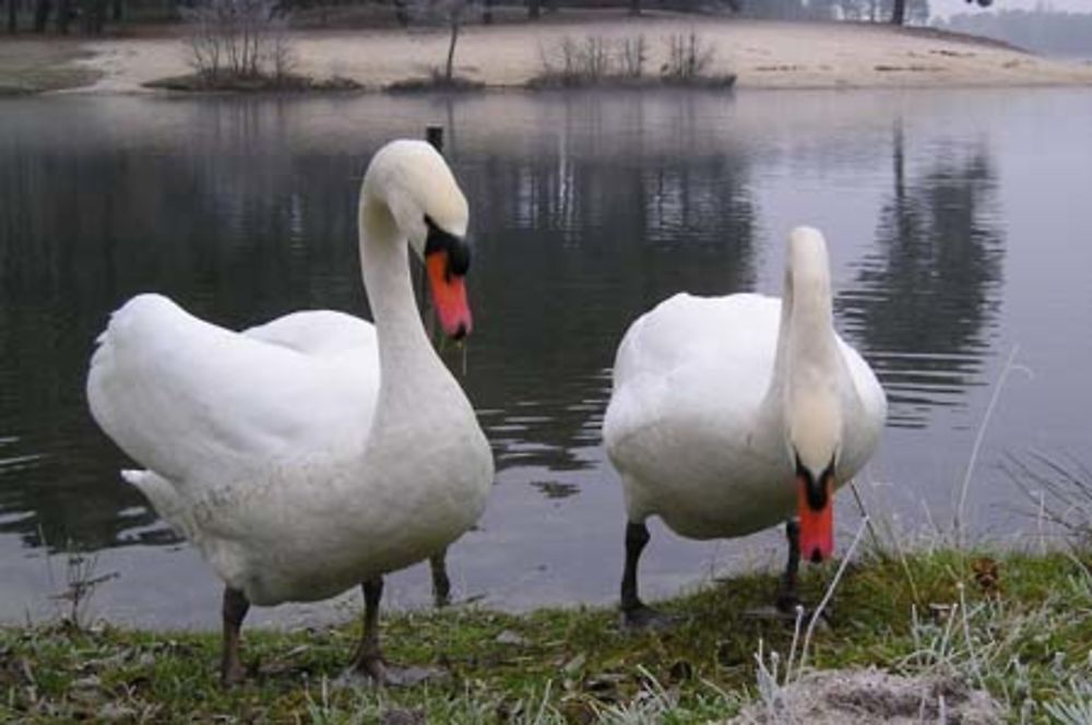 Les cygnes du Lac de Clarens