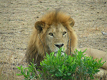 Le Roi Lion