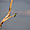 Le guêpier arc-en-ciel (Merops ornatus)