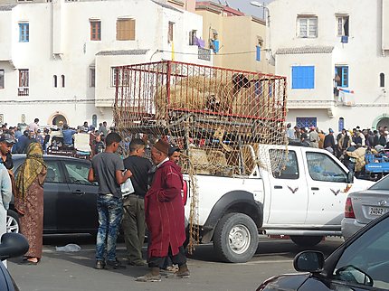 Fête de l'Aïd : vente des moutons en ville