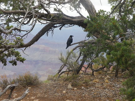 Liberté au Grand Canyon