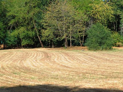 Espace verts remarquablement bien entretenus