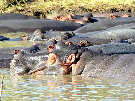 Hippopotames au soleil