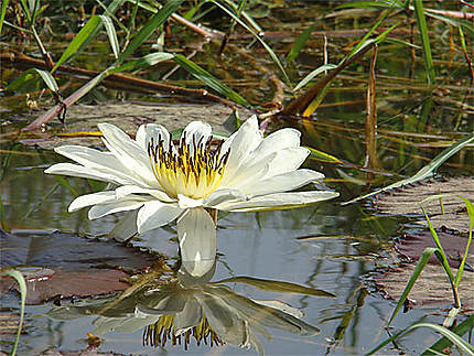 Fleur de nymphéa