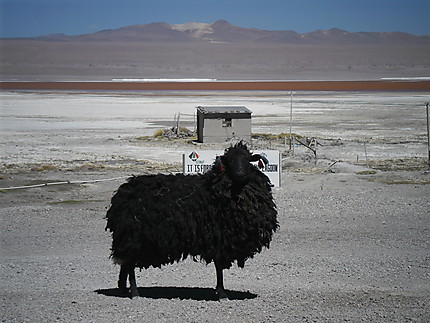 Mouton bolivien