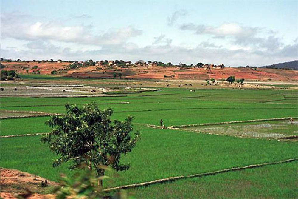 Blanc, Rouge, et Vert sont les couleurs de Madagascar